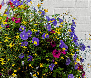Summer Hanging Basket Masterclass 2024