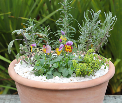 Spring Herb Pot Masterclass 2026